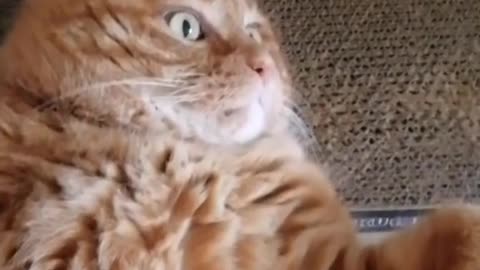FunnyCatsToday，Funny Fat Cat You Might Never See Before, part14