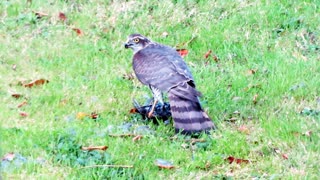 Goshawk Eating Starling Alive. Disturbing Nature