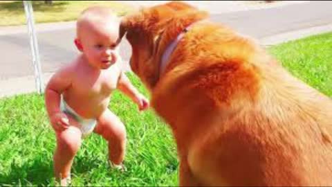 Funny Babies Playing With Dogs