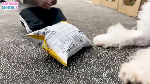 Smart BiBi makes noodles for Puppy