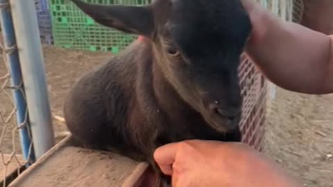 Cute little black goat