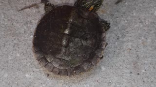 Tortuga Asustada