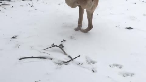 Two Legged Dog Takes a Stroll Through the Snow