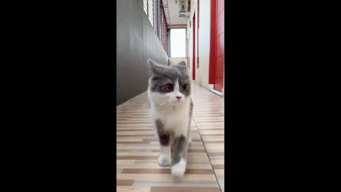 Funny Cat Meowing 07