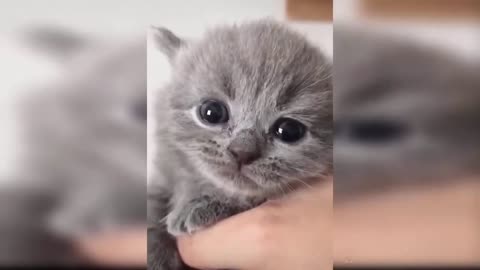 funny and adorable kitten video compilation part 4