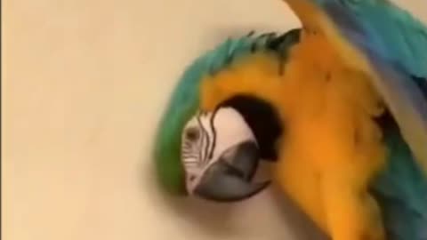 An angry parrot covers its face with its wing