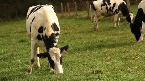 Cows Eating Grass