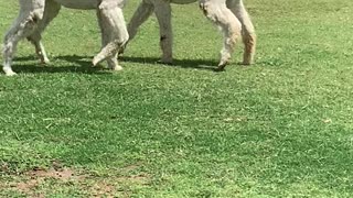 Playful Alpacas Wrestle in Yard