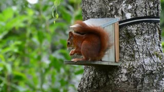 squirrel lovely