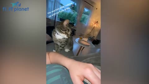 Angry - Funny Dogs And Cats of TikTok _ Fluff Pla