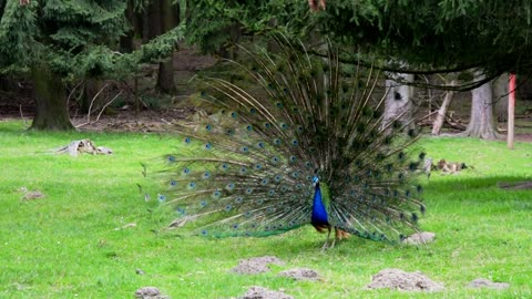 AMAZING WHITE PEACOCK DANCE •❥ BLUE WHITE PIED PEACOCK