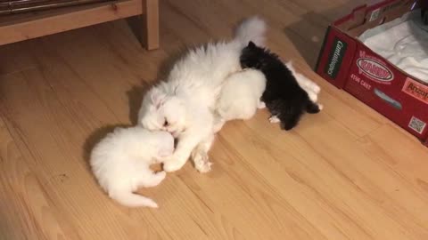 persian kittens and mom
