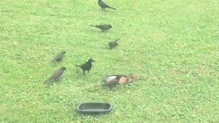 Hungry chipmunk takes on huge band of birds, wins the day