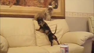 Dachshund vs Ragdoll battle