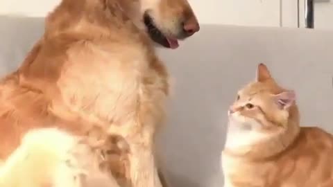 A cute cat provokes a golden retriever dog