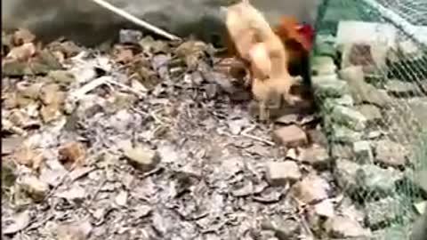 chicken Vs dog -funny Chicken fight