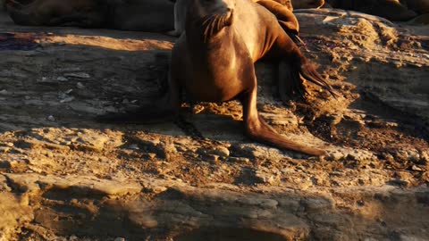 Seal walking over to me & then using the washroom