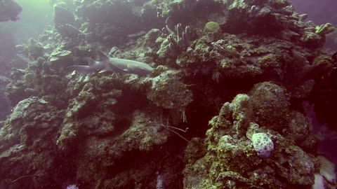 Nurse Shark on vacation in Little Cayman