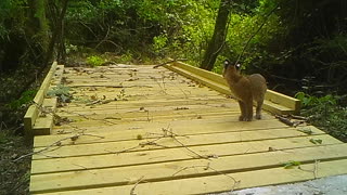 Bobcat Cub Learning Experience