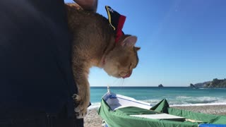 Cat chilling in the beach