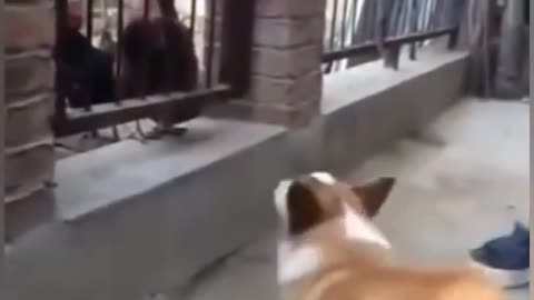 Chicken VS Dog play