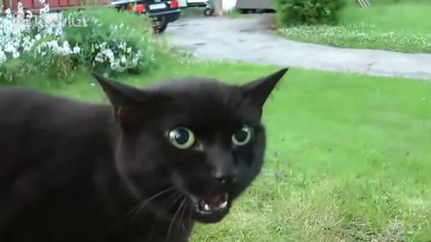 Cats Meowing Compilation