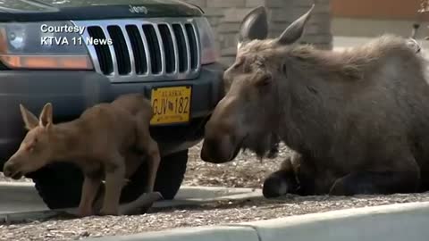 Moose gives birth in Alaska car park