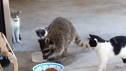 Funniest Raccoon and Cat Moments