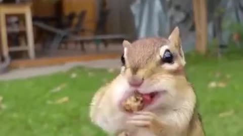 Cute Squirrel wants some Brushing 🐿️ - Relaxing and Funny animal video