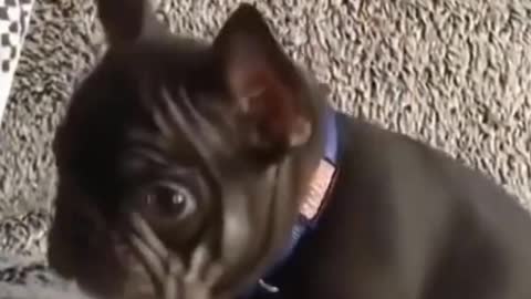 Cute and Funny Puppy Barks #Shorts
