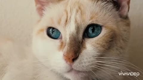 Cats bleue eyes