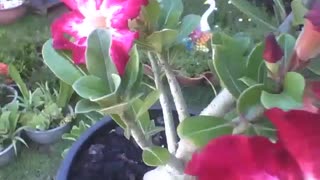 Beautiful desert roses in the flower shop, red and white [Nature & Animals]