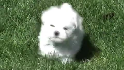 Maltese Puppy Playing