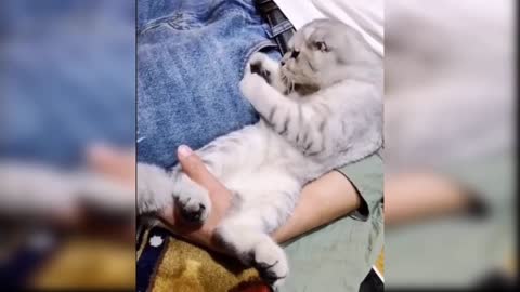 Funny cute baby cats