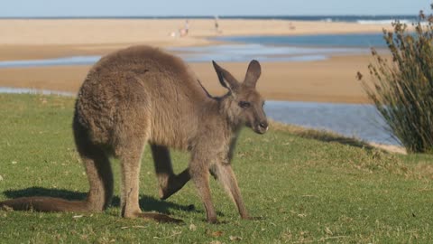 Kangaroo Wallaby Marsupial Animal Eating Australia