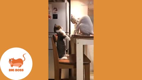 funny|prank|jokes|funny jokes|dad jokes|funny memes|funny video|fun|laughing|funny animal|knock 010