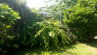 Weeping willow