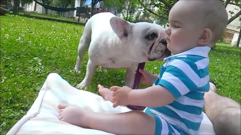 Baby knows how to chill with bulldogs