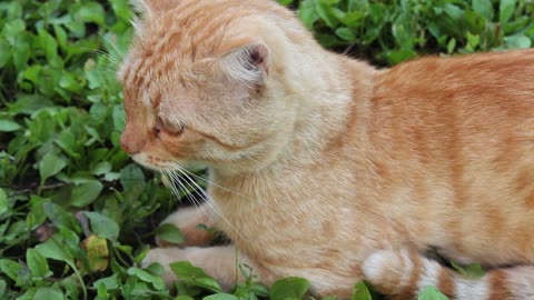 Female Cat Red-Headed Purrs