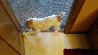 Smart Terrier plays game of catch with owner