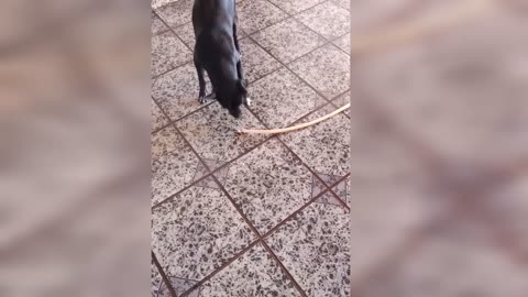 dog that likes to play with the water hose