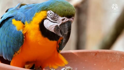 Best parrot superb funny video cute bird viral reel