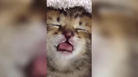 Funny cats | Compilation #1