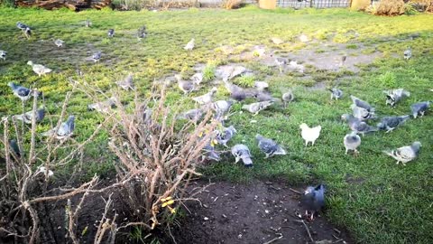 Crowded Pigeons