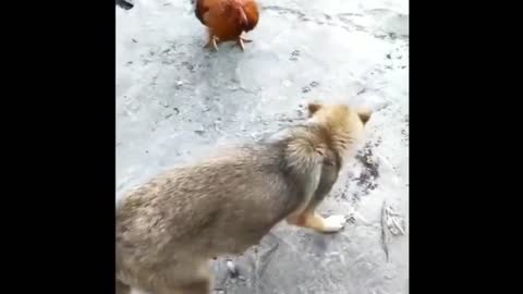 Funny video of chicken try to fight with a dog