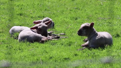 Triplets Sheep Resting On Grass lunch Resting