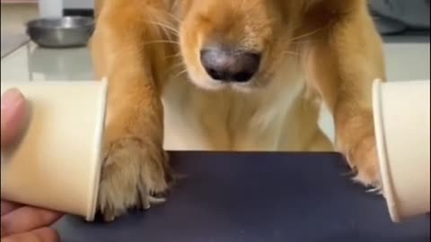 golden retriever confused during magic trick