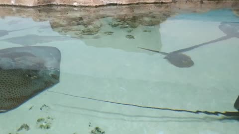 The stingrays lie lazily at the bottom and a small shark swims nearby.