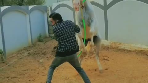 Dangerous Horse Waching Now