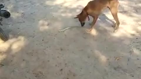 Dog defeating the little snake...